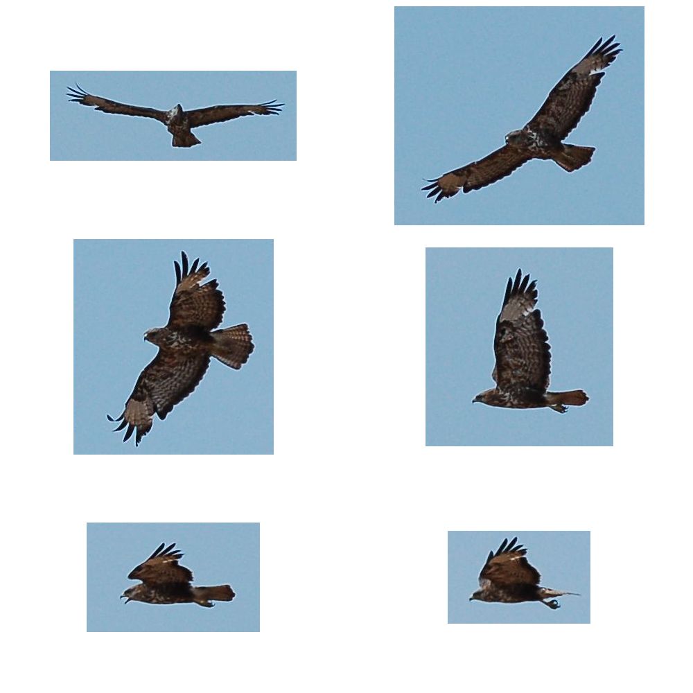 Rapace da determinare